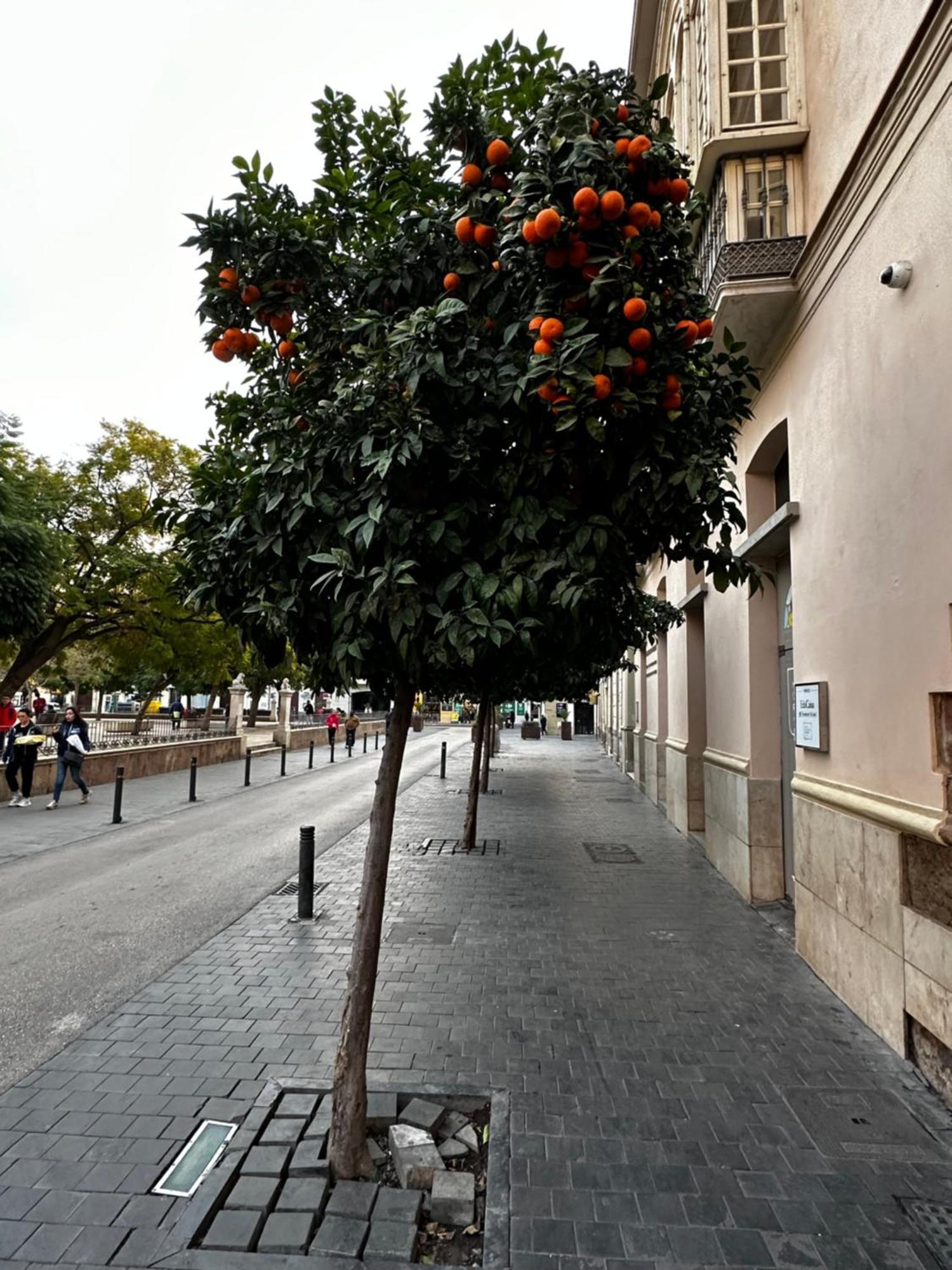 Lejlighed Malaga's Secret